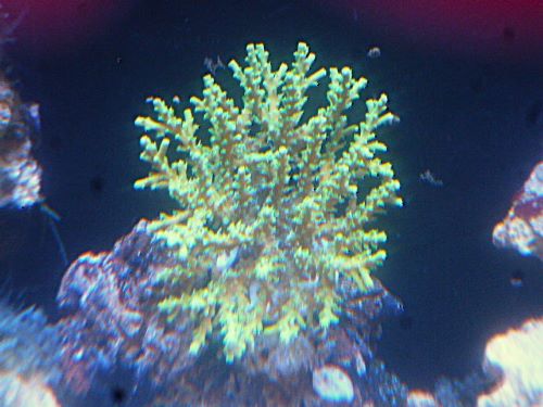 インドネシアブリード　ミドリイシ　２０２５年１２月４日撮影