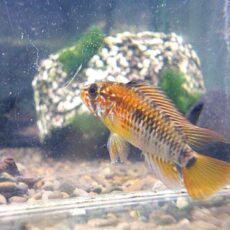 アピスト　ヴィエジタ　スーパーレッド　ペア　２０２５年１２月２日入荷