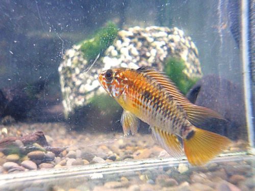 アピスト　ヴィエジタ　スーパーレッド　ペア　２０２５年１２月２日入荷