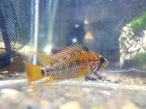 アピスト ヴィエジタ スーパーレッド ペア 2025年12月2日入荷 ヴィエジタ