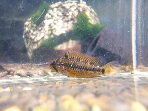 アピスト ヴィエジタ スーパーレッド ペア 2025年12月2日入荷 ヴィエジタ