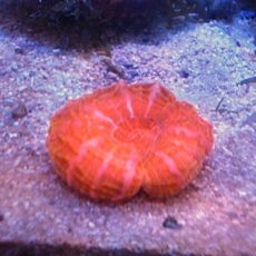 コハナガタ　メタレッド　２０２５年１２月５日撮影