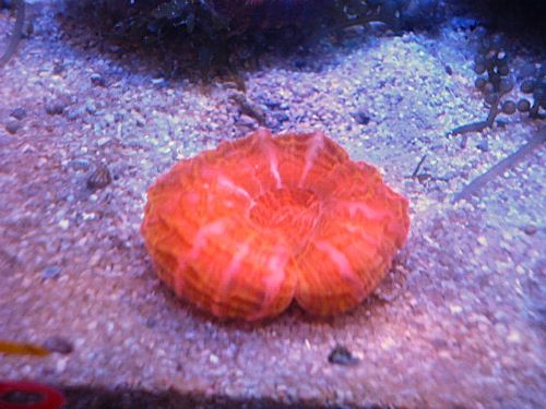 コハナガタ　メタレッド　２０２５年１２月５日撮影