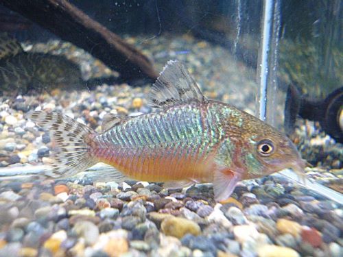 コリドラス　ゲリィ