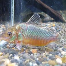 コリドラス　ゲリィ①　２０２５年１２月４日入荷