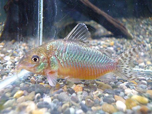 コリドラス　ゲリィ①　２０２５年１２月４日入荷