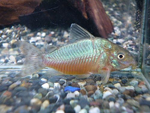 コリドラス　ゲリィ