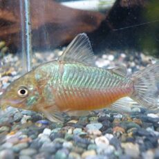 コリドラス　ゲリィ②　２０２５年１２月４日入荷