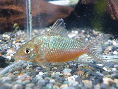 コリドラス　ゲリィ②　２０２５年１２月４日入荷