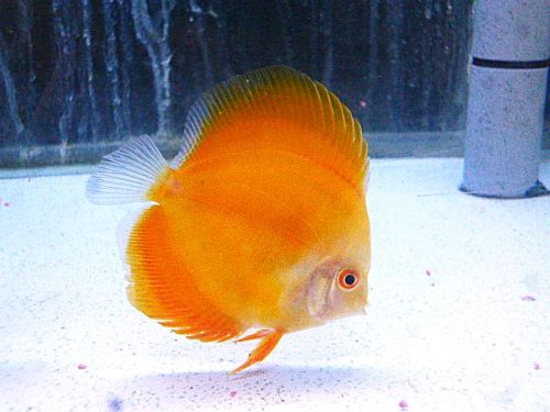 イエローダイヤ・ディスカス