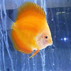 イエローダイヤディスカス　２０２５年１１月９日入荷