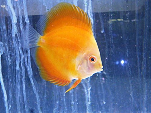 イエローダイヤディスカス　２０２５年１１月９日入荷