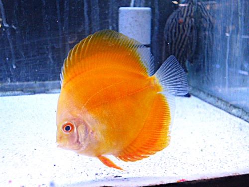 イエローダイヤ・ディスカス