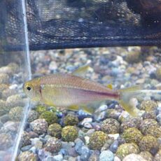 ピンクレモンテトラ　２０２５年１２月５日入荷