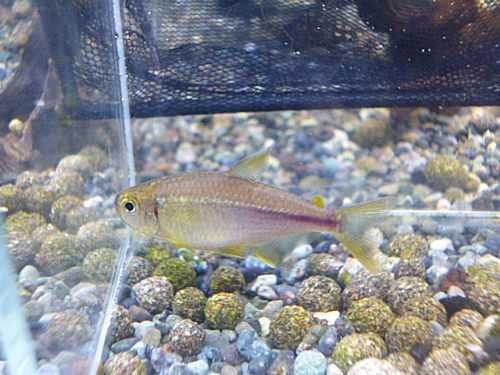 ピンクレモンテトラ　２０２５年１２月５日入荷