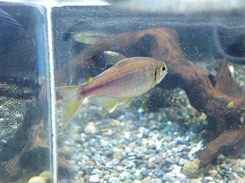 ピンクレモンテトラ