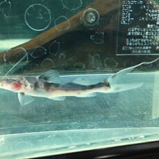 ゼブラキャット　２０２５年１２月４日入荷