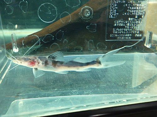 ゼブラキャット　２０２５年１２月４日入荷