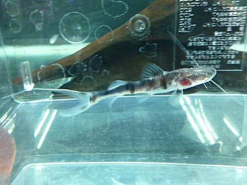 ゼブラキャット