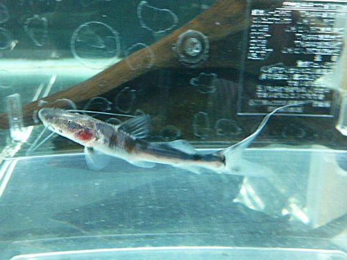 ゼブラキャット