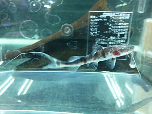 ゼブラキャット