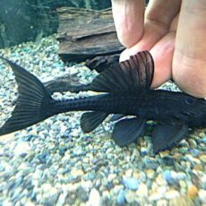 ガリバープレコ①　２０２５年１１月２７日入荷