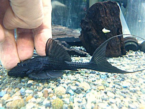 ガリバープレコ