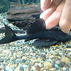 ガリバープレコ②　２０２５年１１月２７日入荷