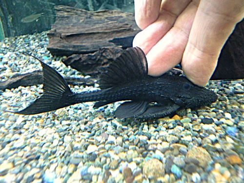 ガリバープレコ②　２０２５年１１月２７日入荷