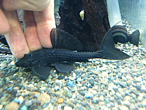 ガリバープレコ