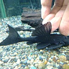 ガリバープレコ③　２０２５年１１月２７日入荷