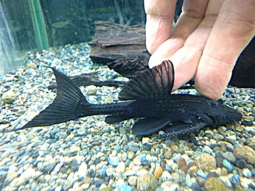 ガリバープレコ③　２０２５年１１月２７日入荷