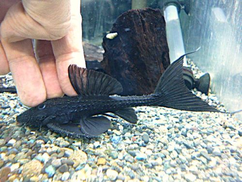 ガリバープレコ