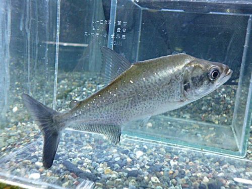 エロンガータピラニア　２０２５年１２月２日入荷