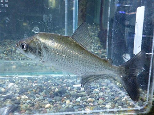 エロンガータピラニア