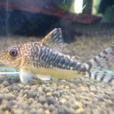 コリドラス　ロングノーズゴッセイ①　２０２５年１１月２７日入荷