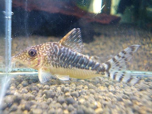 コリドラス　ロングノーズゴッセイ①　２０２５年１１月２７日入荷