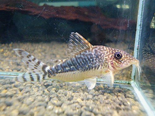 コリドラス　ロングノーズゴッセイ