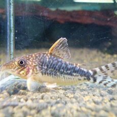 コリドラス　ロングノーズゴッセイ②　２０２５年１１月２７日入荷