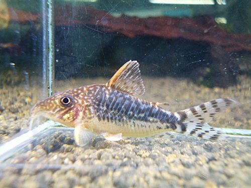 コリドラス　ロングノーズゴッセイ②　２０２５年１１月２７日入荷