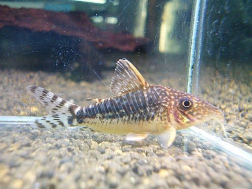 コリドラス　ロングノーズゴッセイ