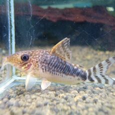 コリドラス　ロングノーズゴッセイ③　２０２５年１１月２７日入荷