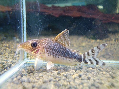 コリドラス　ロングノーズゴッセイ③　２０２５年１１月２７日入荷