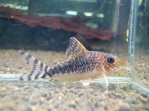 コリドラス　ロングノーズゴッセイ