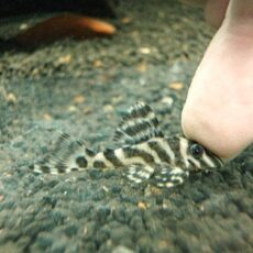 スーパーインペリアルゼブラプレコ①　２０２５年１１月２０日入荷