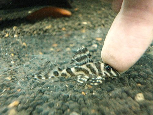 スーパーインペリアルゼブラプレコ①　２０２５年１１月２０日入荷