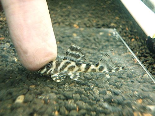 スーパーインペリアルゼブラプレコ