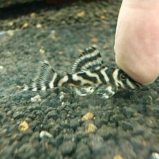 スーパーインペリアルゼブラプレコ②　２０２５年１１月２０日入荷