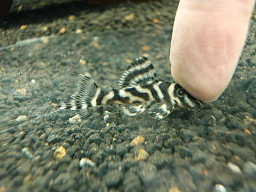 スーパーインペリアルゼブラプレコ②　２０２５年１１月２０日入荷