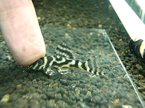 スーパーインペリアルゼブラプレコ